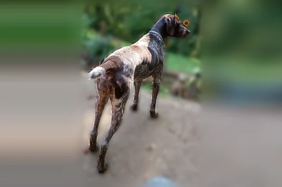 Lost dog, Sweetens Cove Road, Kimball - female, docked tail - photo