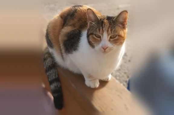 Lost cat, WM parking lot at 2425 S Zero, Ft. Smith — calico, very friendly - photo