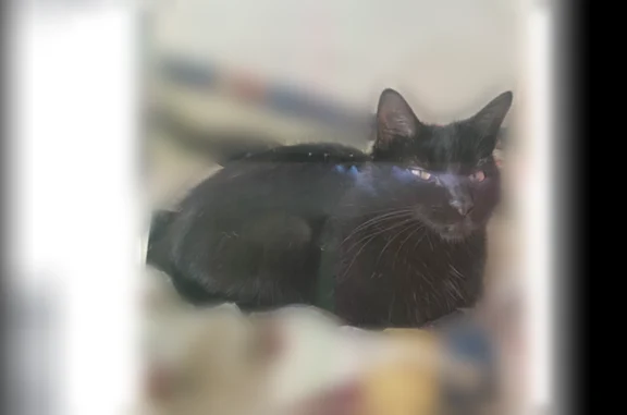 Missing cat Atlantic City, photo: Lost cat, Parker Avenue, 11, Atlantic City - small black female, 6.5 lbs