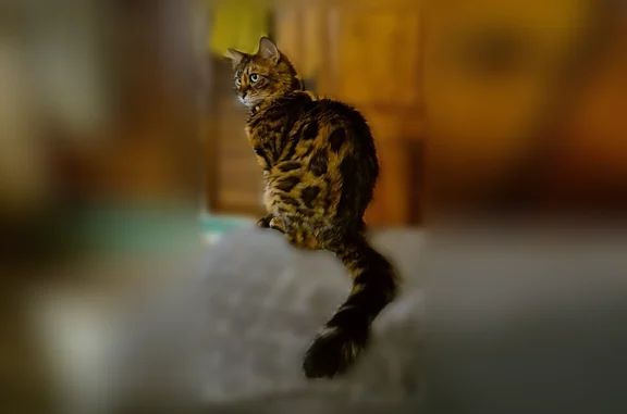 Chat perdu, Boulevard des Jardins, 13, Istres, Arles — femelle bengal avec collier noir - photo