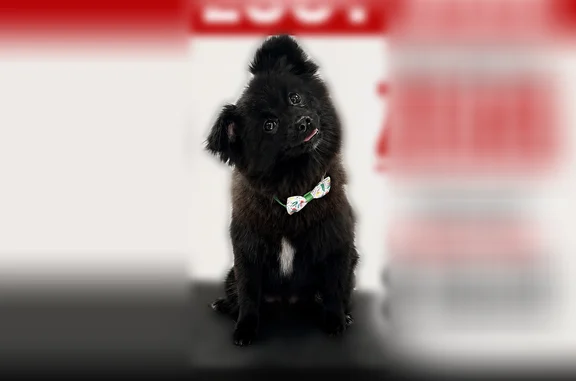 Lost dog, Ives Estates, Florida - small black dog with a white spot on the chest - photo