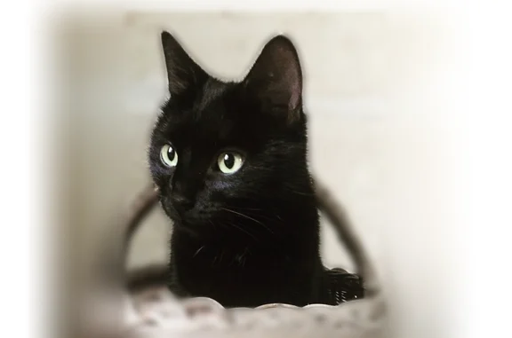 Animaux perdus et trouvés Choisy-au-Bac, photo: Chat perdu mâle, Choisy-au-Bac, Hauts-de-France, Lyon — noir avec ventre et bout de la queue blancs