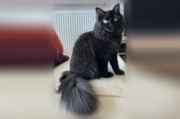 Animaux perdus et trouvés Bondy, photo: Chat perdu femelle, Rue Ernest Manchon, 90, Caen - petite chatte noire à poils longs