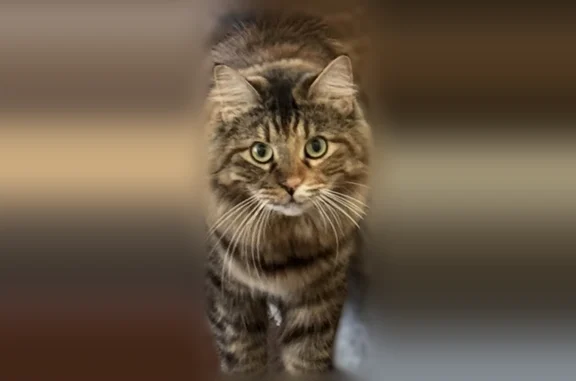 Lost cat, Punto Di Vista, 265, Henderson - female, multicolor long fur, green eyes - photo