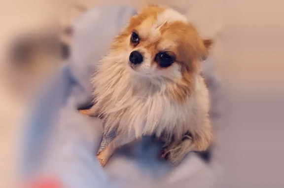Animaux perdus et trouvés Paris, photo: Chien perdu, Chemin de Fenouillet, 68, Toulouse - mâle chihuahua blanc à poil long
