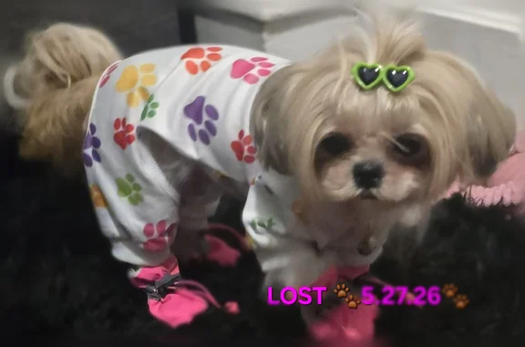 Missing dog Female, Philadelphia (usl539607) - photo