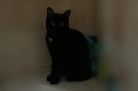 Animaux perdus et trouvés Marseille, photo: Chat perdu mâle, Rue Boursset, 100, Toulon, Marseille - petit noir avec tache blanche sur le torse