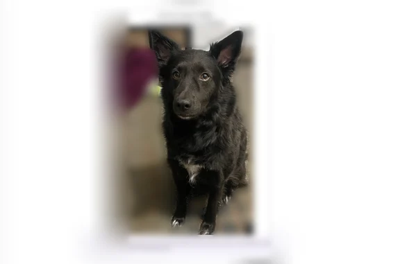 Lost dog, North Main Street, 650, Clearfield, Murray - male, long fur, skittish - photo