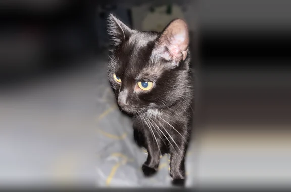 Animaux perdus et trouvés Chatou, photo: Chat perdu mâle, Allée du Bosquet, 4, Joué-lès-Tours, Chatou — petite tache blanche sous la tête