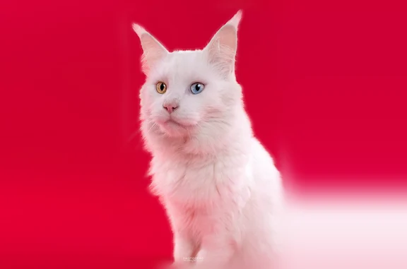 Perdu chat mâle, Rue des Merisiers, 12, Percy - Maine coon blanc aux yeux vairons - photo