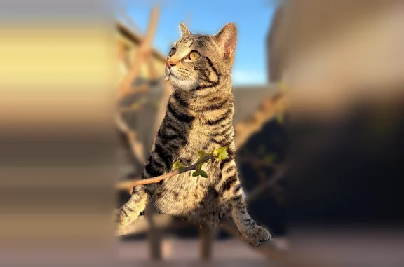 Mon chat kit est un mâle de 1 ans et 3 mois environ sur les photos il est plus gros que maintenant (du au saison il perd du poids) il a disparu depuis la nuit du dimanche. Ce n’est pas à son habitude de s’éloigner et de ne pas revenir et cela m’inquiète. *Il n’a pas de collier et normalement il est censé réagir quand on l’appelle par son prénom (en tous cas sa marche avec moi)