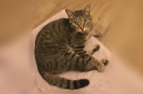Animaux perdus Ville-d'Avray, photo: Chat perdu mâle, Ville-d'Avray - tigré gris-marron, yeux verts