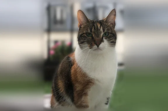 Animaux perdus et trouvés Loos, photo: Chat perdu femelle, Rue du Val André, 59, Le Port-Marly, Loos - yeux verts et poils multicolores
