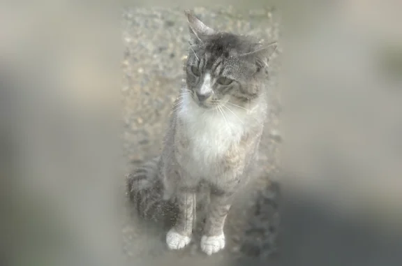 Chat trouvé Yvetot, photo: Chat trouvé, Paimpol, Yvetot - jeune gris tigré avec col blanc