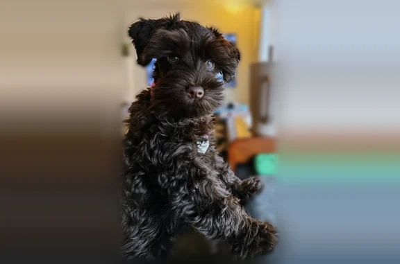 Missing dog Bothell, photo: Lost dog, Northeast 158th Street, Bothell - female miniature schnauzer puppy