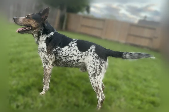 Lost dog, Heritage Bend Drive, 2450, Webster - male - photo
