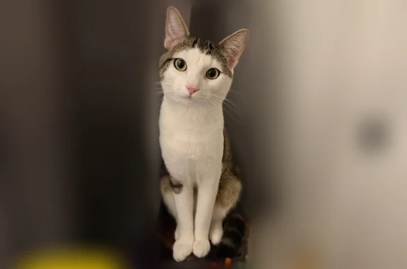 Chat perdu mâle, Rue des Portes Blanches, Paris - blanc et marron, yeux verts - photo