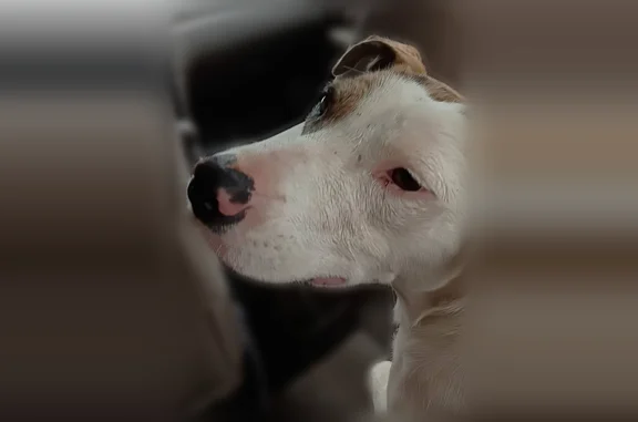 Found dog Lubbock, photo: Found dog, 49th Street, 4809, Lubbock - female, recently had puppies
