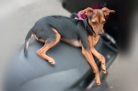 Animaux perdus et trouvés Paris, photo: Chien perdu, Paris - femelle avec petit bout d’oreille coupé