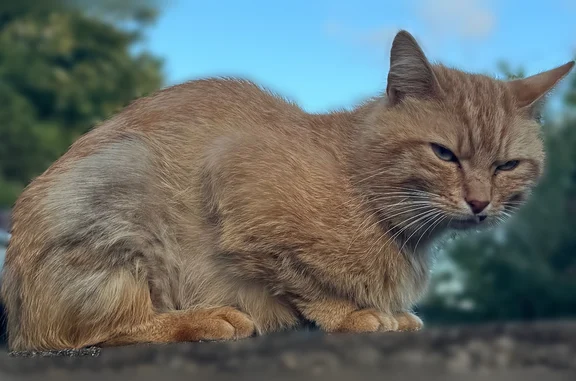 Animaux perdus et trouvés Sainte-Luce-sur-Loire, photo: Chat trouvé mâle, Rue du Linot, 9, Bellevue, Sainte-Luce-sur-Loire - roux