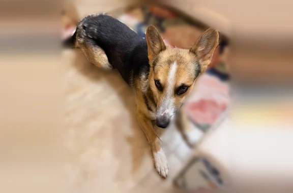 Found dog Las Vegas, photo: Found dog, Joshua Road, Victorville, Las Vegas