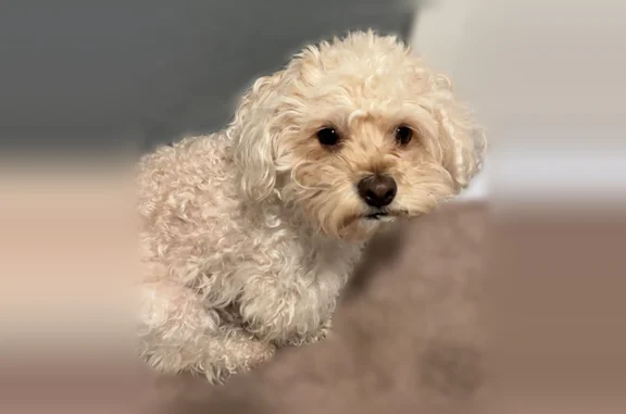 Lost dog, Roberts Circle, 2401, Arlington - female, light brown, no microchip - photo