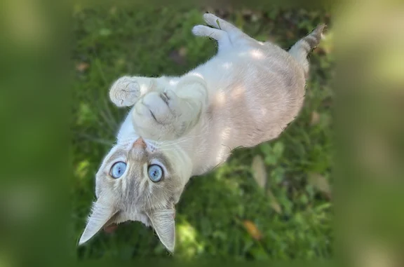 Chat perdu femelle, Route de Premol, 150, Albertville - blanche avec rayures beige - photo