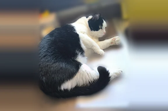 Lost cat, Eatherton Road, 2547, Wildwood - male tuxedo shorthair with green eyes - photo
