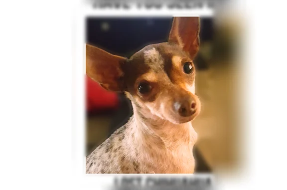 Lost dog, Dugan Street, 7811, Dallas - female Chihuahua, small brown and white, 11 years old - photo