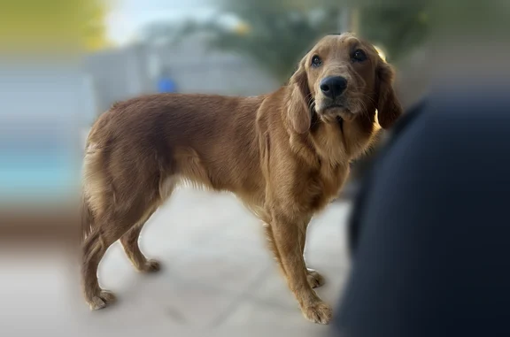 Lost dog, North 30th Avenue, 12639, Phoenix - female Golden Retriever, no collar - photo