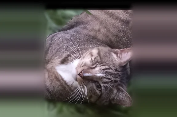 Lost cat, male, Blaney Bluffs Lane, 7217, Raleigh - big boy, one eye - photo