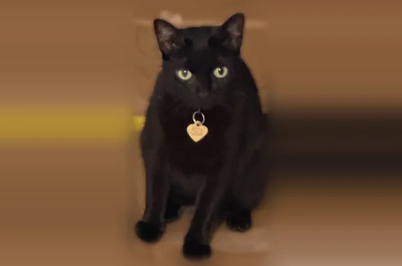Found cat, Paradise Way, 1219, Venice - female, black with a little white on lower belly - photo