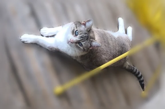 Animaux perdus et trouvés Coulounieix, photo: Chat perdu femelle, Coulounieix