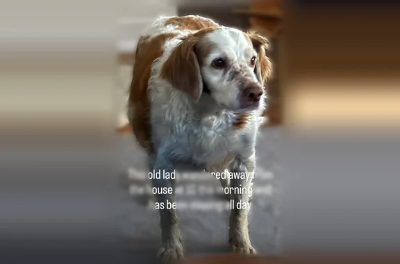 Missing dog Phoenix, photo: Lost dog, Canyon Gate Drive, 522, Phoenix - male, orange and white elderly Brittany spaniel