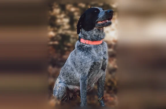 Missing dog Kansas City, photo: Lost dog - female, South Crescent Avenue, Independence, Kansas City - grey and black, pink collar
