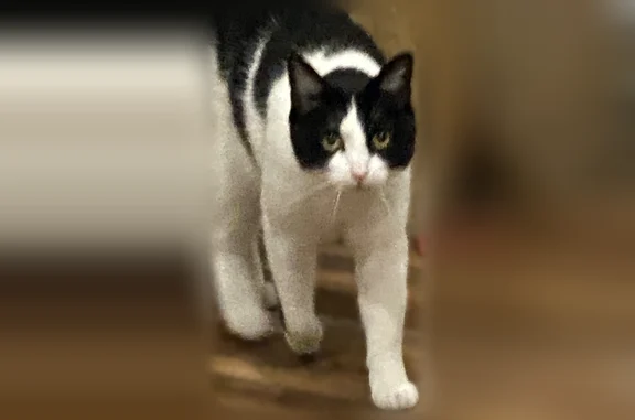 Lost cat, Williams Avenue, 162, Ripley - female, black and white, friendly - photo