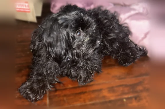 Found dog Syracuse, photo: Found dog, Cleveland Avenue, 235, Syracuse - very friendly female