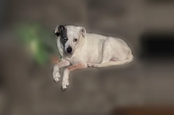 Lost dog, Arkansas 104, 1202, White Hall - male, old, confused - photo