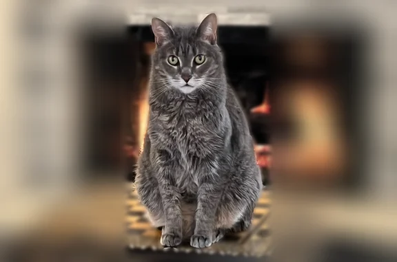 Lost cat, Monroe Way, 3010, Alpharetta - grey tabby, 8 years old - photo
