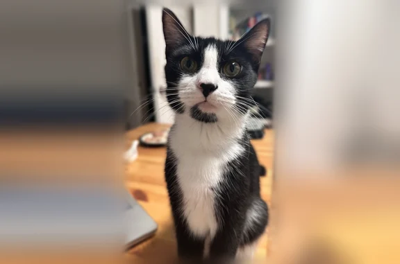 Lost cat, East 52nd Street, 1208, Savannah - black and white, friendly, responds to Molly - photo