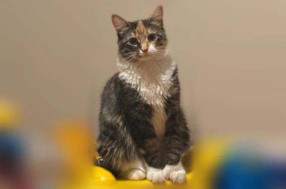 Lost cat, Van Siclen Avenue, 222, Brooklyn - female, brown spot under one paw - photo
