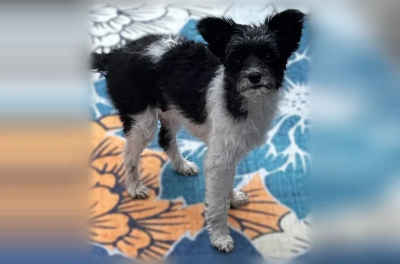 Lost dog, Burt Avenue Southeast, 364, Grand Rapids - female terrier mix - photo