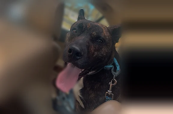 Lost dog, Convention Boulevard, 315, Hot Springs - brindle, male, about 35 lbs - photo