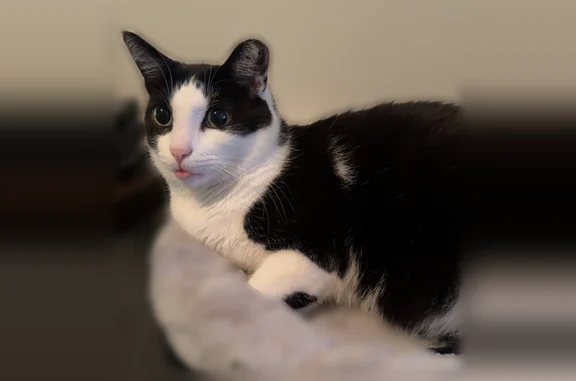 Lost cat, Reeck Road, 26540, Woodhaven, Trenton - male, short-haired, about 9 years old - photo