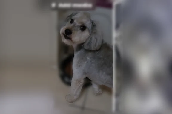 Lost dog, West Keim Drive, 4402, Glendale - photo