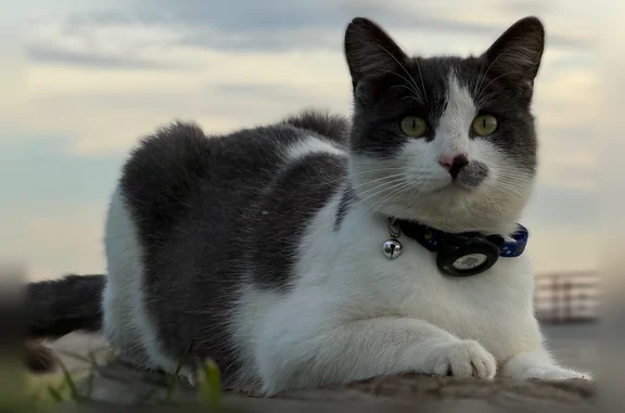 Lost cat, South Arbor Way, 10080, El Nido - male, grey and white coat - photo