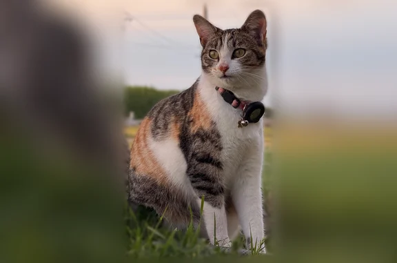 Lost cat, South Arbor Way, 10080, El Nido — tortoiseshell, very pink nose - photo