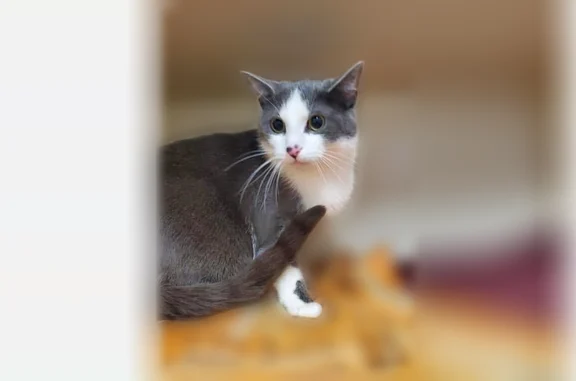 Lost cat, North Armstrong Drive, 3805, Bloomington - male, dark gray with white feet - photo