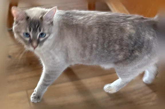 Lost pets Redmond, photo: Lost cat, East 22nd Court, 15708, Spokane Valley, Redmond - female, light gray, bright blue eyes