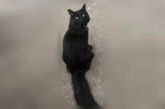 Lost cat, South Redwood Road, 7550, West Jordan - male, all black with gold eyes and a puffy tail - photo